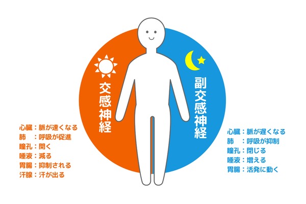 自律神経のイラスト